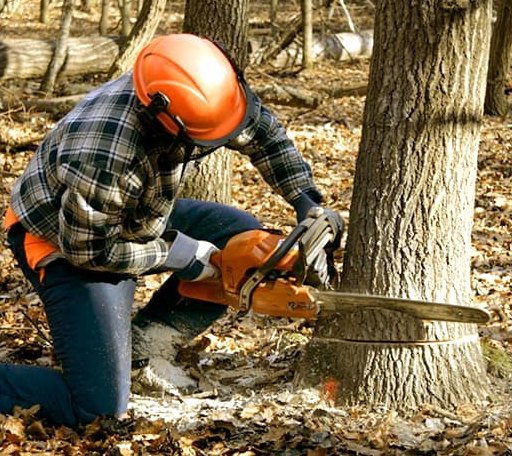 Tree Removal in North Monmouth, ME